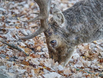 Fallow deer spotted in enclosure searches the falling autumn leaves and looks for the fallen acorns