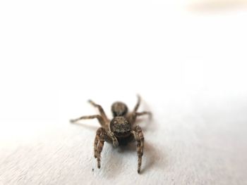 Close-up of spider