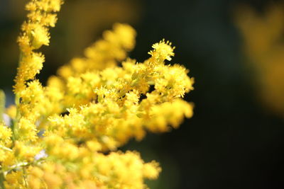 Close-up of yellow flowering plant on field