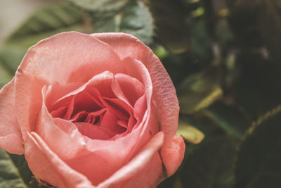 Close-up of pink rose