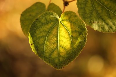 Close-up of green leaves