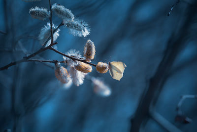 Beautiful willow branches with spring blossoms during morning hours. seasonal scenery of europe.