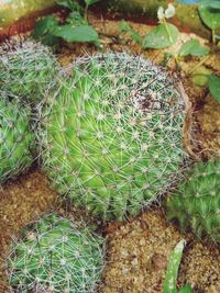 High angle view of succulent plants on field