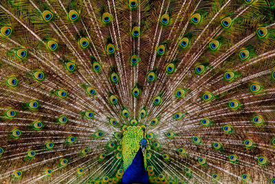 Close-up of peacock feathers