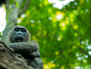Monkey sitting on tree