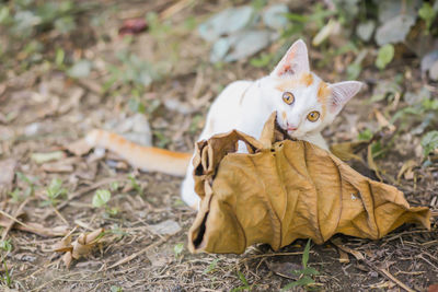 Close-up of cat playing outdoors