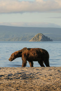 Bear at lakeshore