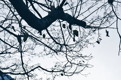 Low angle view of bird perching on bare tree against sky