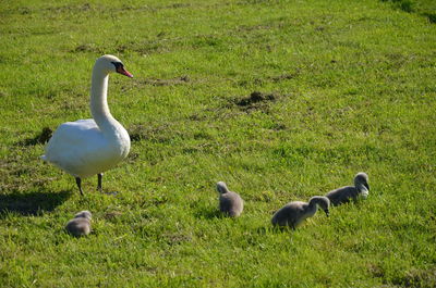 Ducks on grassy field