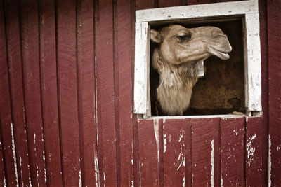 Close-up of camel