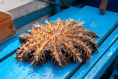 High angle view of crab for sale