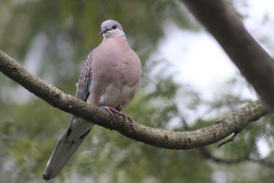 Low angle view of bird perching on tree