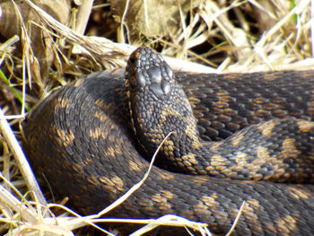 Close-up of lizard