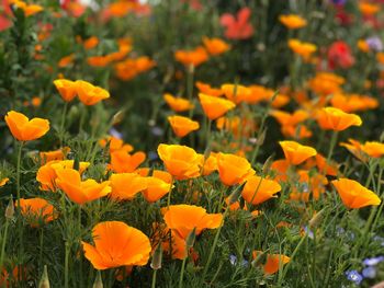 Close-up of yellow flowering plants on field