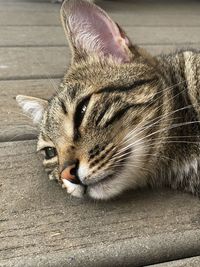 Close-up of cat sleeping