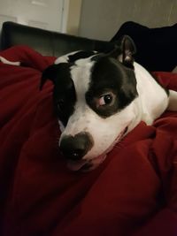 Close-up of dog on bed at home