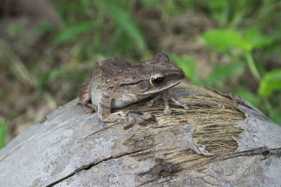 Close-up of frog on tree trunk