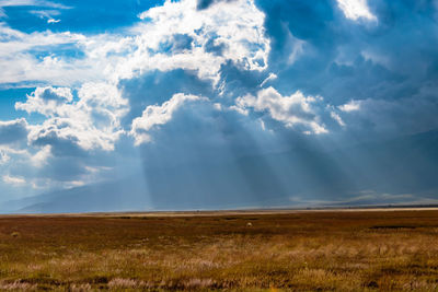 Scenic view of field against sky