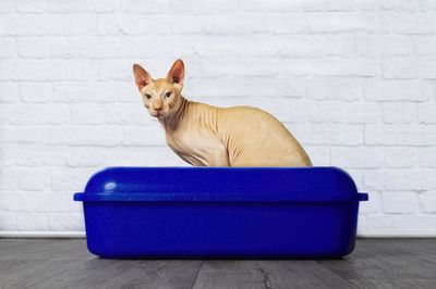 Side view portrait of cat sitting in container against wall at home