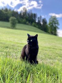 Cat sitting on grass