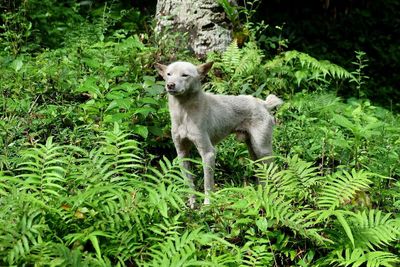 Dog standing on field