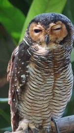 Close-up of owl perching outdoors