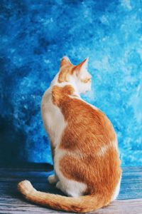 Close-up of cat against blue background