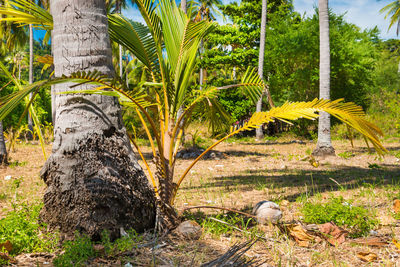 View of palm trees in field