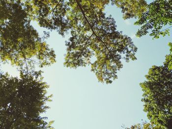 Low angle view of trees against clear sky