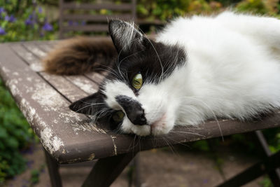 Close-up portrait of cat