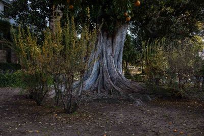 Trees in forest