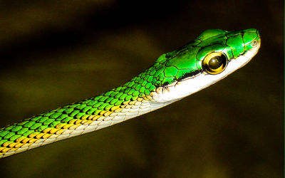 Close-up of green lizard