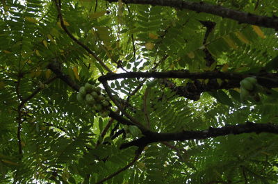 Trees growing in forest