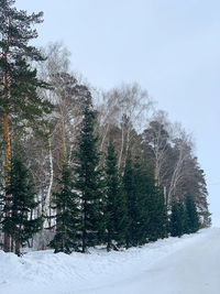 Trees on snow covered landscape against clear sky