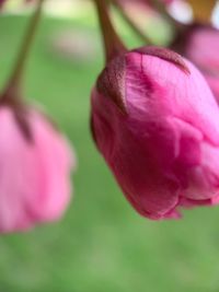 Close-up of pink tulip