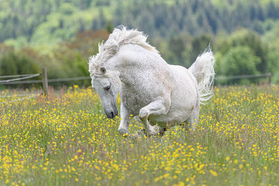 Horse jump on a field