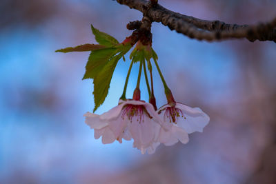 Close-up of cherry blossoms on branch