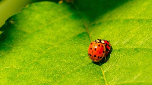 Close-up of ladybug on leaf