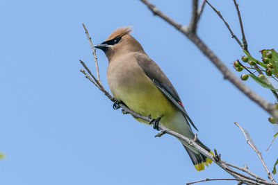 Low angle view of bird perching on branch against clear blue sky