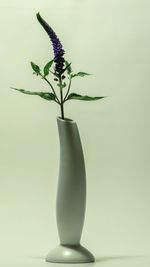 Close-up of flower vase against white background