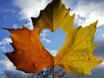 Close-up of maple leaf against sky