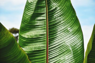 Low angle view of palm leaves against sky