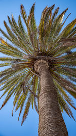 Low angle view of coconut palm tree against clear sky