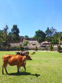 Horses in a field