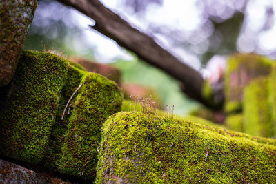 Close-up of moss growing on rock