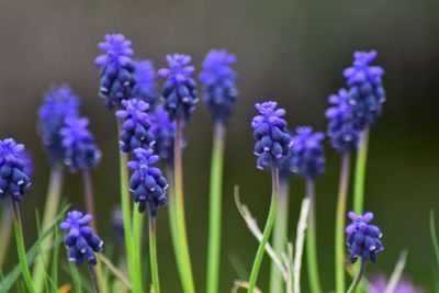 Close-up of purple flowering plants on field