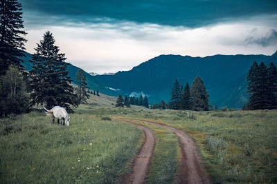 View of white horse on country road amidst field against sky and mountains, altai, russia