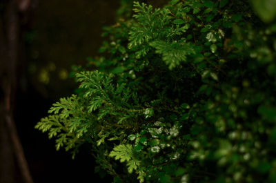 Close-up of fresh green plant