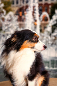 Close-up of dog looking away in city