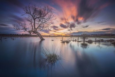 Silhouette of trees at sunset